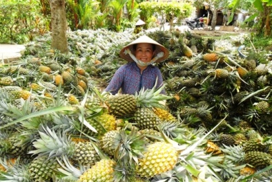 Nâng cao năng suất cho quả dứa theo tiêu chuẩn VietGAP 