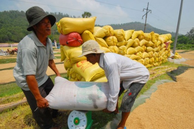 Doanh nghiệp lo lỗ vì giá gạo xuất khẩu tăng 