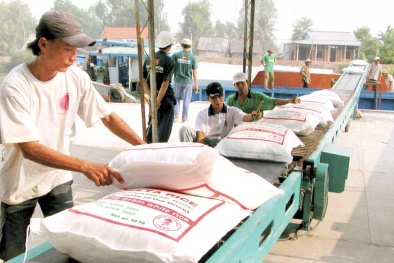 Sau siêu bão, xuất khẩu gạo Việt Nam khởi sắc