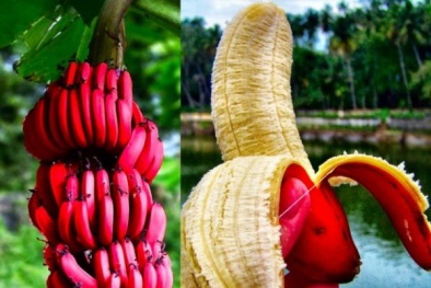 Nông sản Việt học được gì từ chuối Philippine?