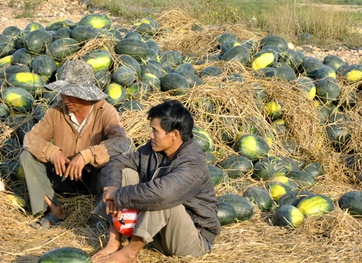 Xuất khẩu nông sản tiếp tục khó khăn trong 6 tháng cuối năm