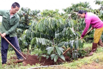 Xây dựng một nền nông nghiệp bền vững cho Tây Nguyên