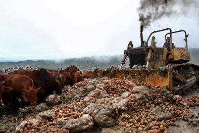 Rau củ, trái cây nhập khẩu có an toàn?