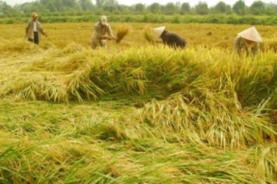  Trung Quốc 'cứu' gạo: Tổng Công ty lương thực sướng lắm!