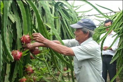 Tiền Giang với chiến lược nâng cao  năng suất và sức cạnh tranh của trái cây đặc sản