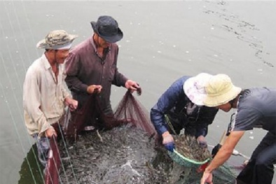 Đưa tạp chất vào tôm: Xem xét xử lý hình sự