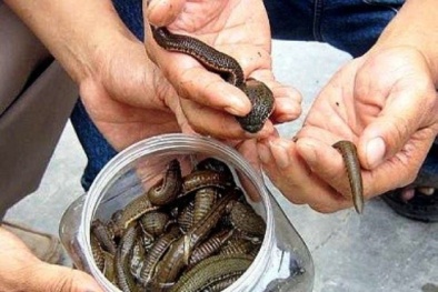 Lại xuất hiện người lạ lùng bắt đỉa bán cho thương lái Trung Quốc