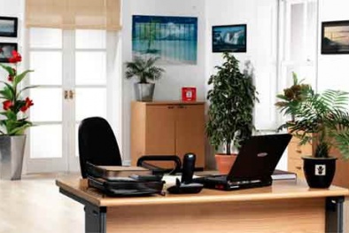 Cây xanh giúp nâng cao năng suất làm việc của nhân viên