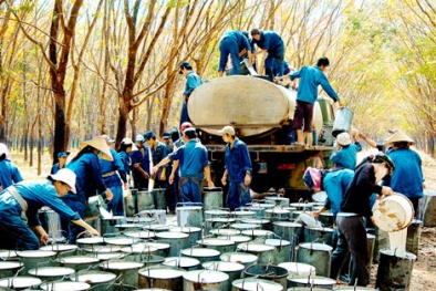 Chặt bỏ cao su: Biết thiệt sao vấn làm?