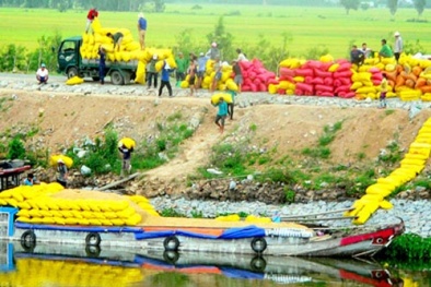 Việt Nam không còn nhiều gạo để xuất khẩu