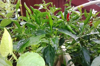 Biến sân thượng thành một khu vườn chính hiệu