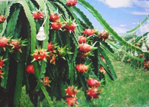 Xuất khẩu thanh long gặp khó nhưng vẫn vỡ quy hoạch