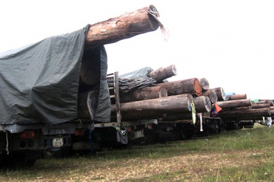 Bắt giữ đoàn xe chở gỗ khủng từ Lào về Việt Nam