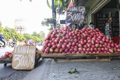 Nông dân méo mặt vì giá thanh long