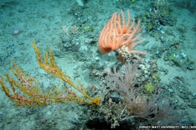  Cận cảnh sinh vật ở núi biển dưới lòng đại dương