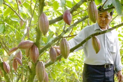 Ca cao hết thời, giá tăng vẫn bị đốn bỏ