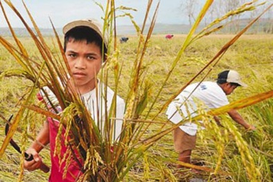 Băn khoăn hợp đồng xuất khẩu lúa gạo với Philippines