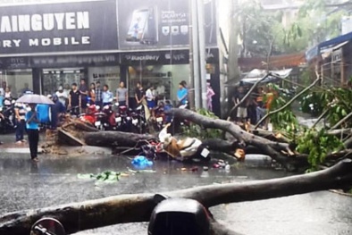 Giám đốc Công ty cây xanh nói gì về cây đè chết người?