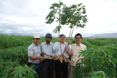 Cẩn trọng với cây sắn