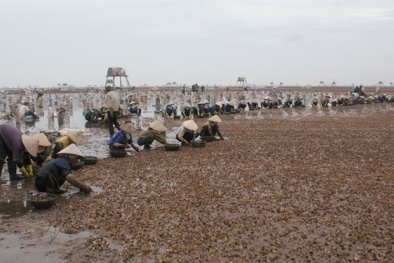 Ngao chết, ngư dân mất 100 tỷ