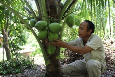 Giống dừa 'độc' mỗi quả hàng trăm nghìn đồng
