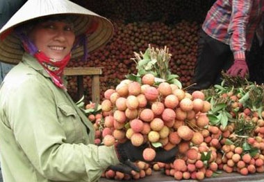 Ứng dụng xử lý chiếu xạ kiểm dịch quả vải xuất khẩu