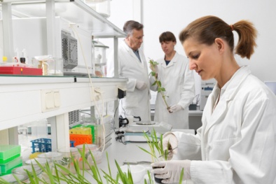 Công nghệ sinh học giúp tăng cường an ninh lương thực 