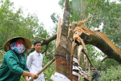 Cứu giá cao su: Doanh nghiệp ngưng khai thác!