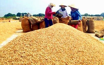 Giá lúa gạo đứng vững dù nhiều doanh nghiệp hạn chế thu mua