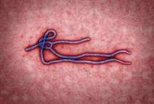 Nhật cấp phép thuốc điều trị Ebola cho Fujifilm