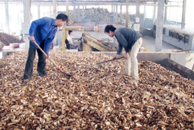 Vì sao chất lượng sản phẩm tinh bột sắn của Việt Nam mãi ở mức trung bình?