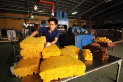 Xuất khẩu cao su trước nguy cơ ‘thất bát’ cả năm