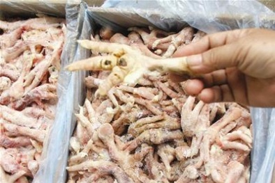 Đường đi vòng vo của những lô chân gà bẩn