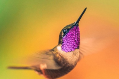 Cận cảnh 'nữ hoàng' của các loài chim