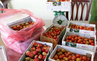 Hô biến cà chua thành dâu tây để lừa du khách