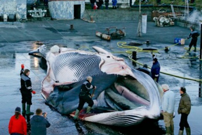 Nhật Bản giết hại cá voi bất chấp lệnh cấm của Liên Hợp Quốc