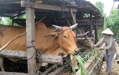 Việt Nam nhập hàng trăm ngàn con bò thịt mỗi năm