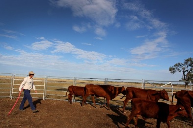 Bỏ sắt, thợ mỏ Úc đi buôn…gia súc