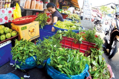 Rau rừng về phố liệu có an toàn?