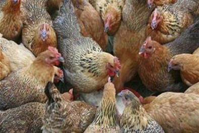 Gà thải Trung Quốc chạy về Việt Nam