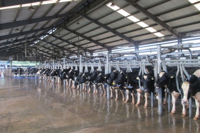 Tới năm 2045 Việt Nam mới có năng suất sữa bò như Đài Loan