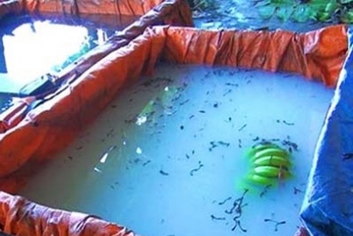 Bí ẩn người đàn ông ngâm chuối trong hóa chất 10 năm ở Quảng Ngãi