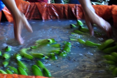 Giữa Hà Nội chuối được thúc chín siêu tốc bằng hóa chất