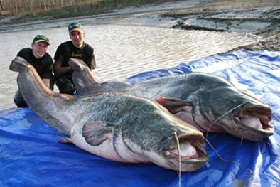 Những loài thủy quái nước ngọt khổng lồ có nguy cơ tuyệt chủng