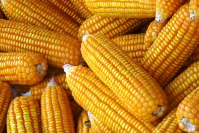 Động vật ăn thức ăn chăn nuôi biến đổi gen không có hại 