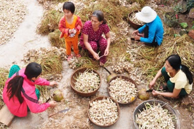 Bán 3 kg tỏi mồ côi Lý Sơn được cả chỉ vàng