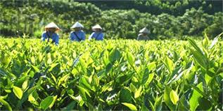 Tăng 30% năng suất chế biến chè nhờ cải tiến máy diệt men chè xanh