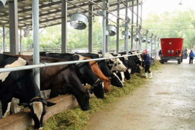 Sản lượng sữa bò tăng vượt trội nhờ công nghệ Israel