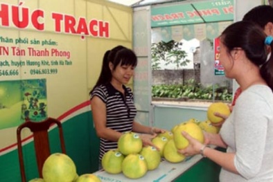 Bưởi Phúc Trạch được mùa, được giá nhờ chỉ dẫn địa lý