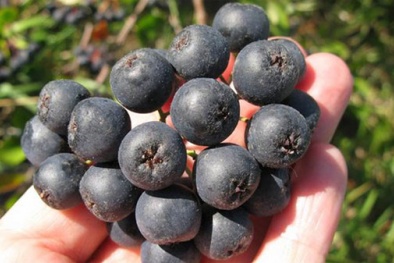 Ngăn ngừa căn bệnh ung thư bằng quả dâu dại